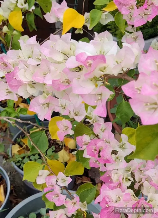 Pink and white gradient bougainvillea in full bloom