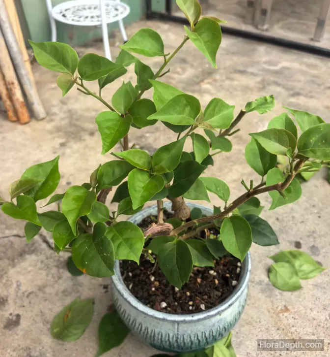 Bougainvillea bonsai sprouting new leaves after pruning