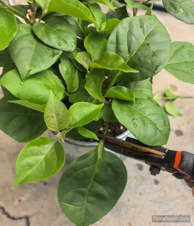 Close-up of pruning bougainvillea branches and leaves