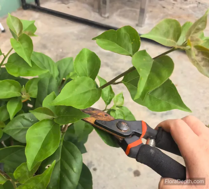 Hand holding pruning shears trimming bougainvillea branches