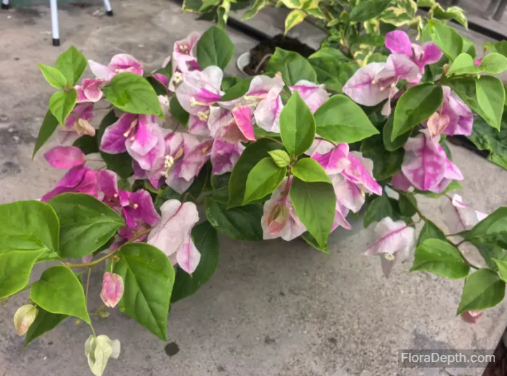 Pink and white variegated bougainvillea bonsai