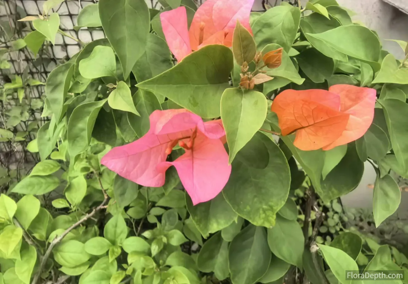 The bougainvillea is full of green leaves with some flowers blooming.