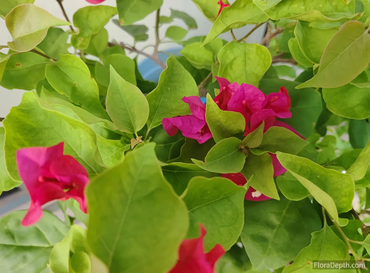Vibrant pink bracts of bougainvillea bloom harmoniously with lush green leaves