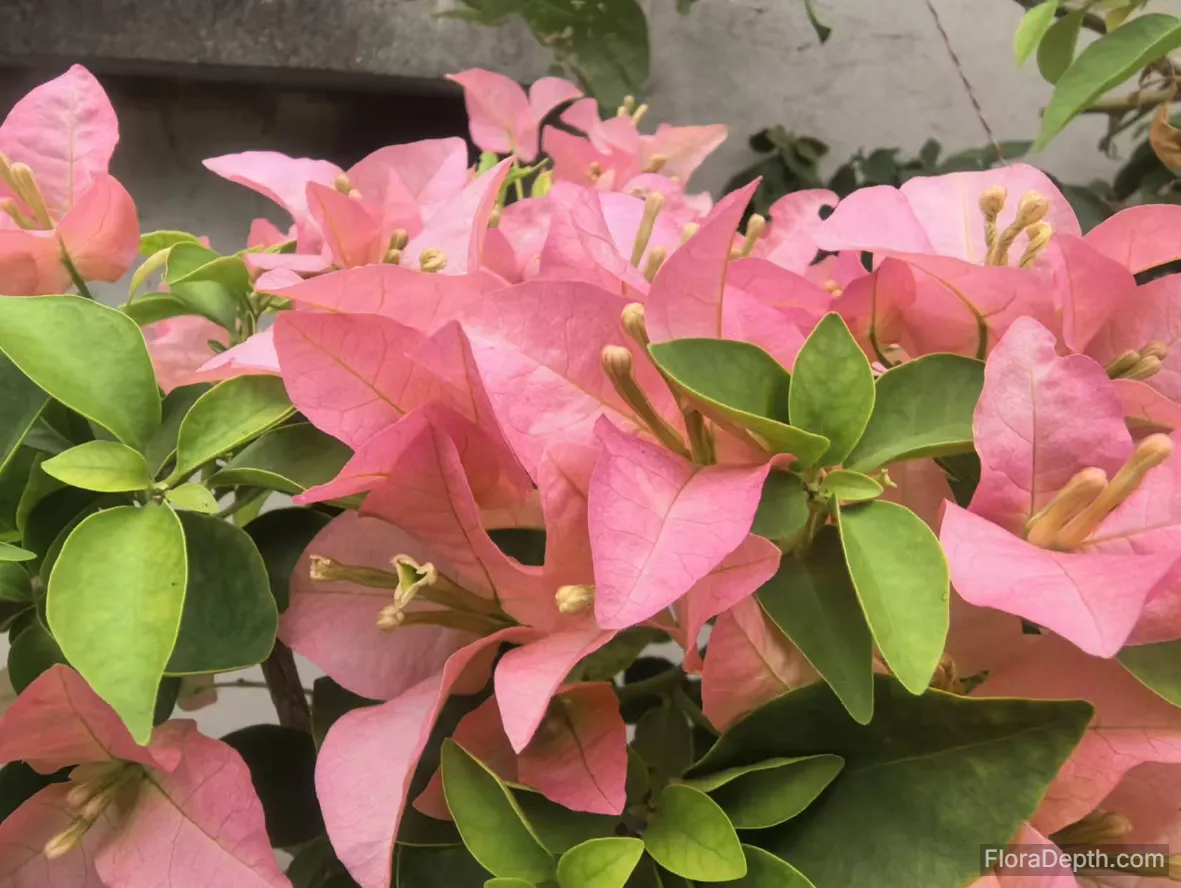 Blooming pink bougainvillea clusters interweave with emerald leaves to show vitality
