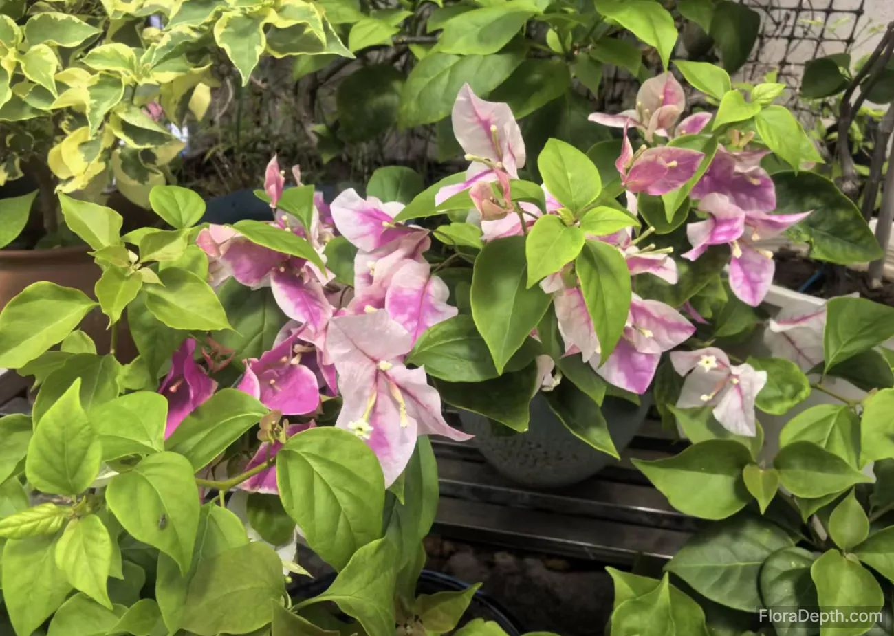 Pink and white bougainvillea blooms refreshingly against emerald green leaves