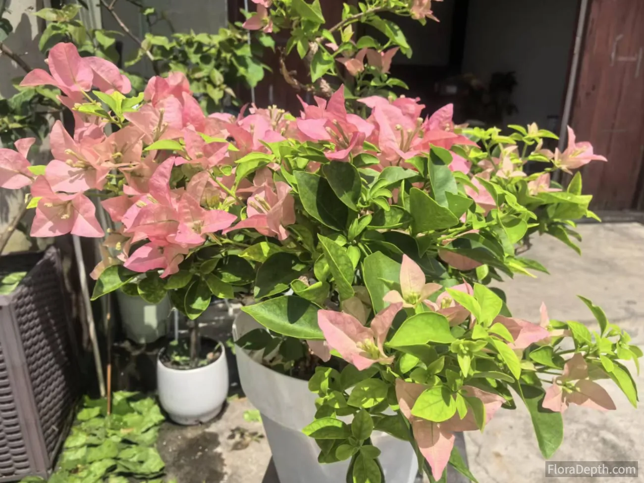 Close-up of blooming pink bougainvillea in a pot
