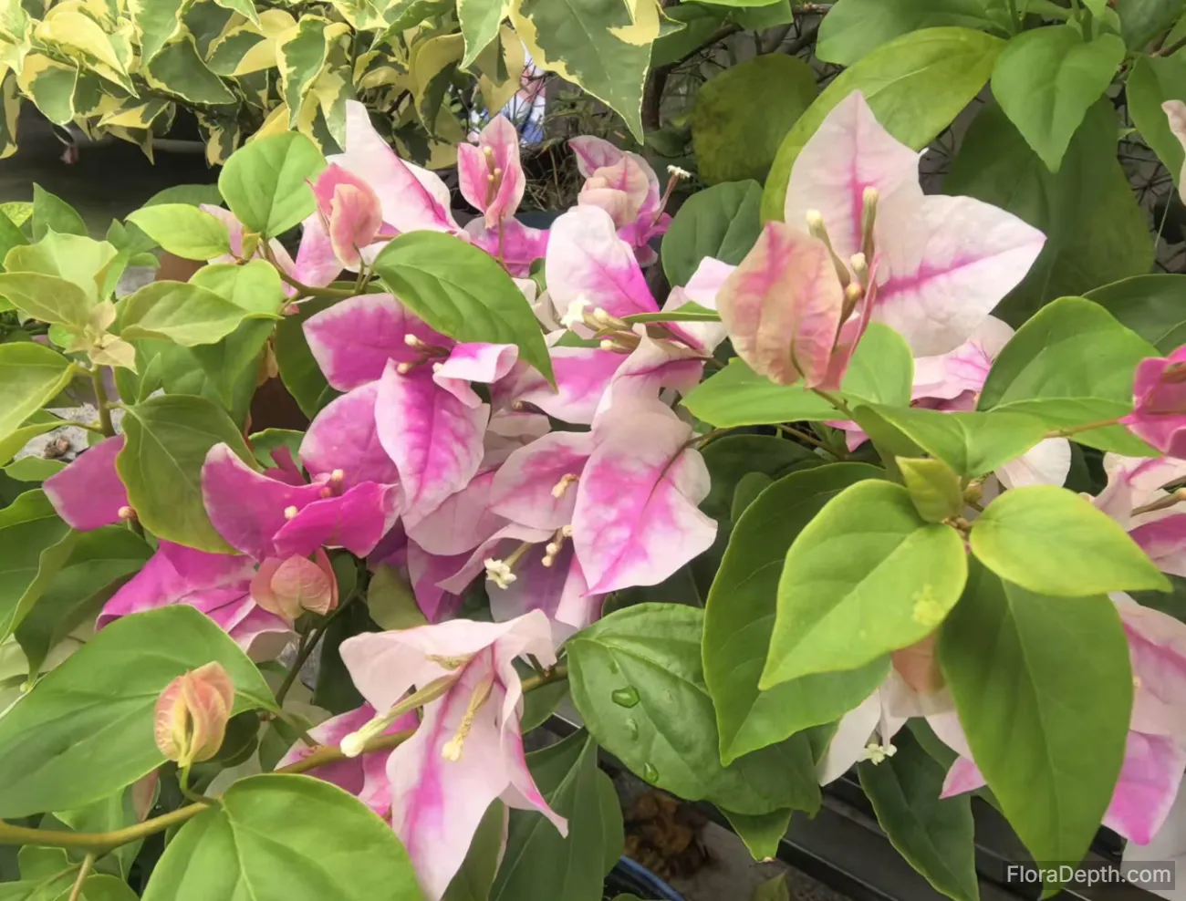 Close-up of pink and white gradient bougainvillea flowers with green leaves