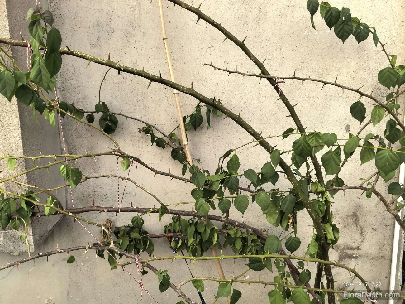 Thorny bougainvillea branches trained along wall